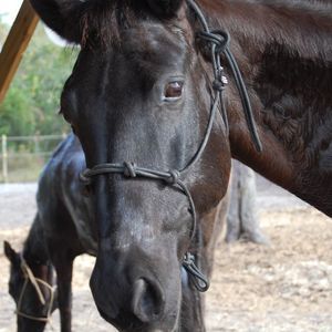 Meet your Posher, Holly